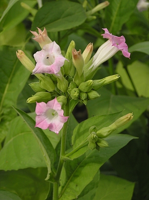 TABACUM NICOTIANA